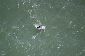 Missing Picture